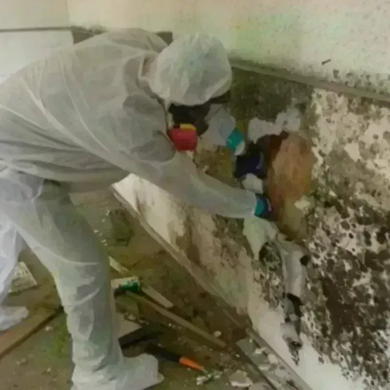 Mold Remediation and Removal in Trenton, MI